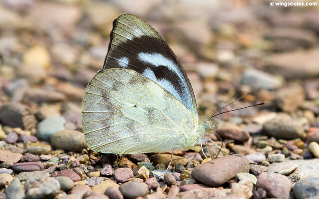 Appias pandione lagela