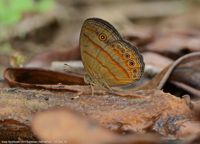 Mycalesis fusca fusca