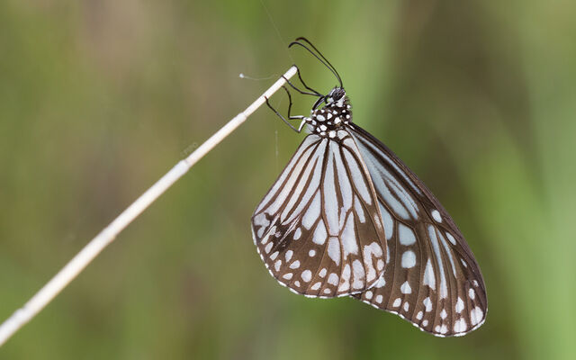 Parantica aglea melanoides