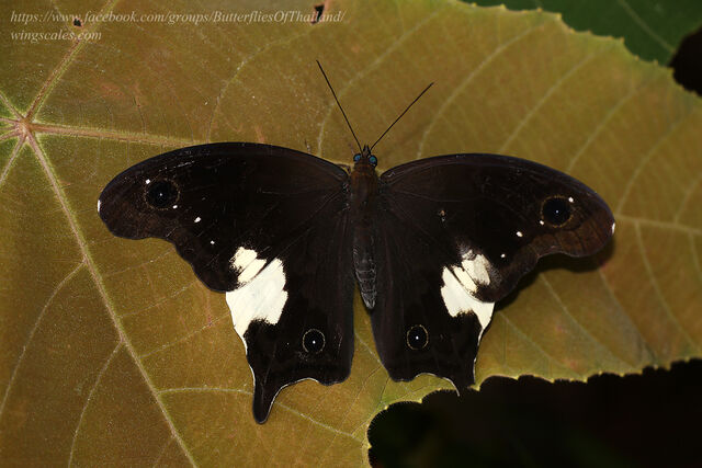 Neorina lowii neophyta