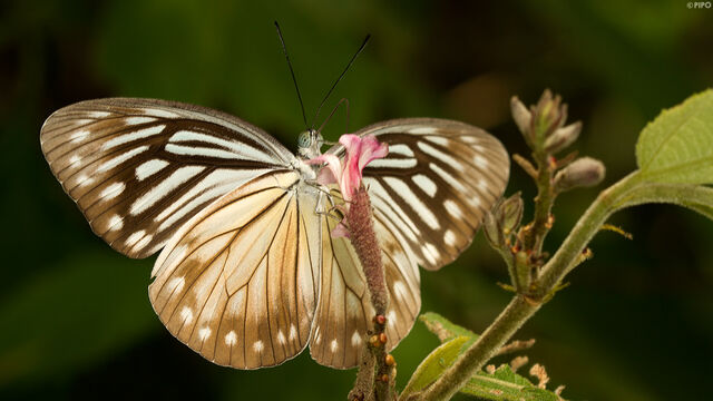 Pareronia anais anais
