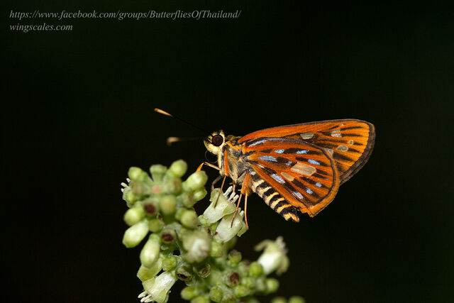 Pyroneura margherita miriam