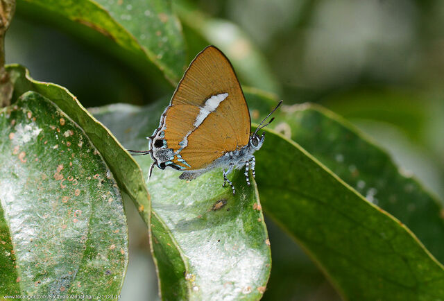 Horaga syrinx maenala