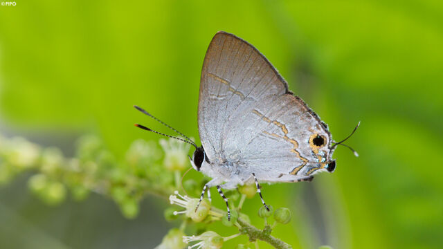 Sinthusa nasaka amba