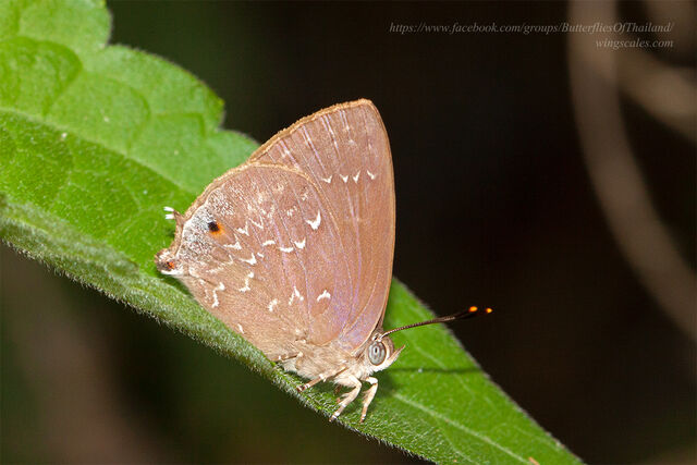 Zinaspa todara karennia