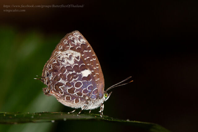 Arhopala ammonides ammonides