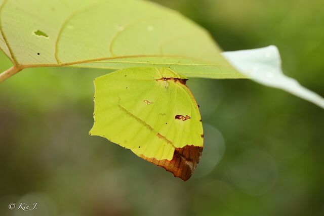 Dercas verhuelli doubledayi