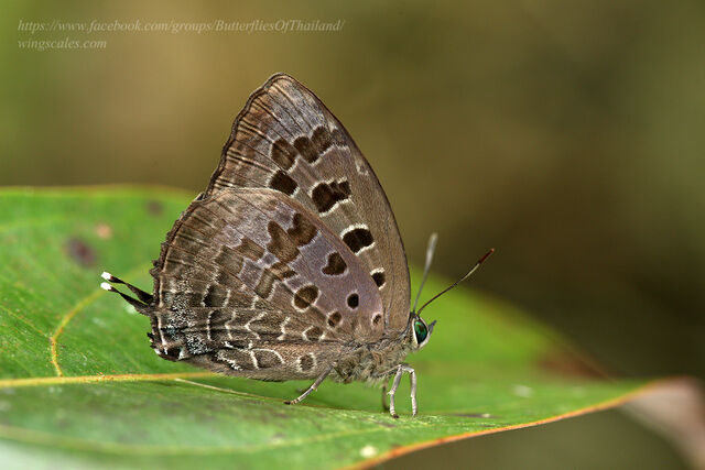 Arhopala eumolphus eumolphus