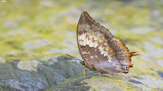 Charaxes bernardus hierax