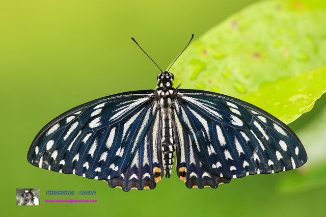 Papilio clytia clytia