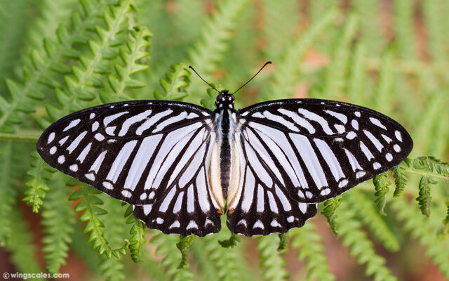 Graphium xenocles lindos