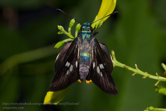 Acerbas sarala chinensis