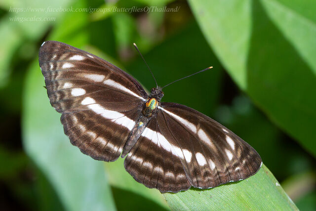 Neptis clinia susruta