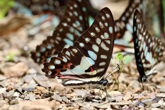 Graphium doson actor