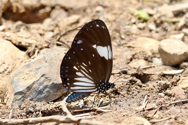Euploea radamanthus radamanthus