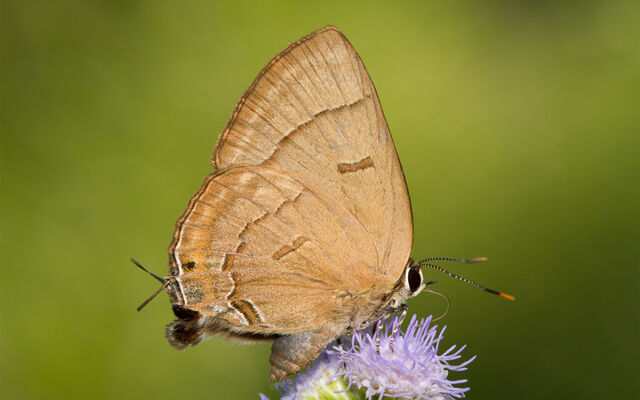 Rapala pheretima petosiris