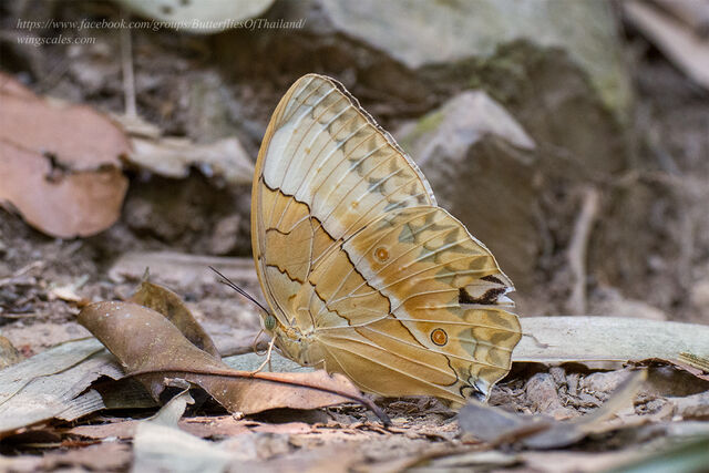 Stichophthalma louisa louisa