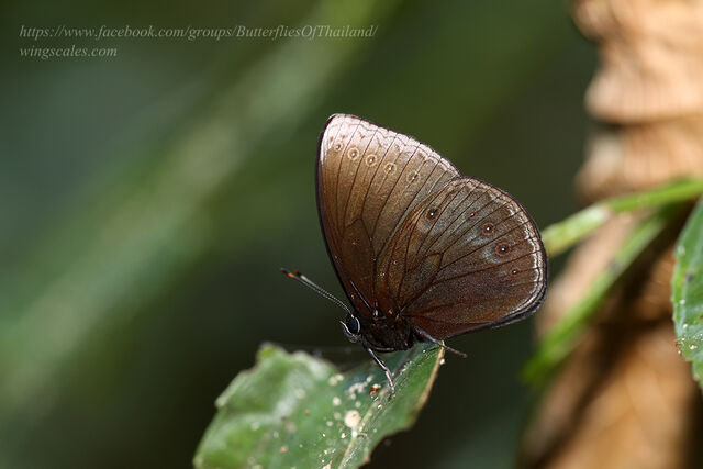 Mandarinia regalis baronesa