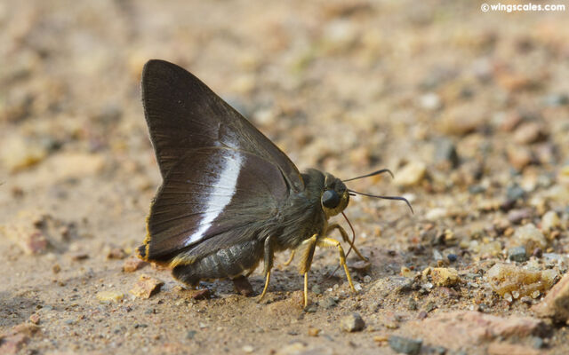 Bibasis sena (transition zone of sena and uniformis)