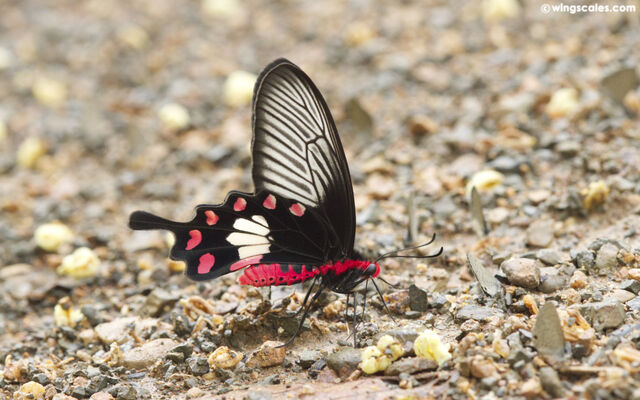 Pachliopta aristolochiae goniopeltis