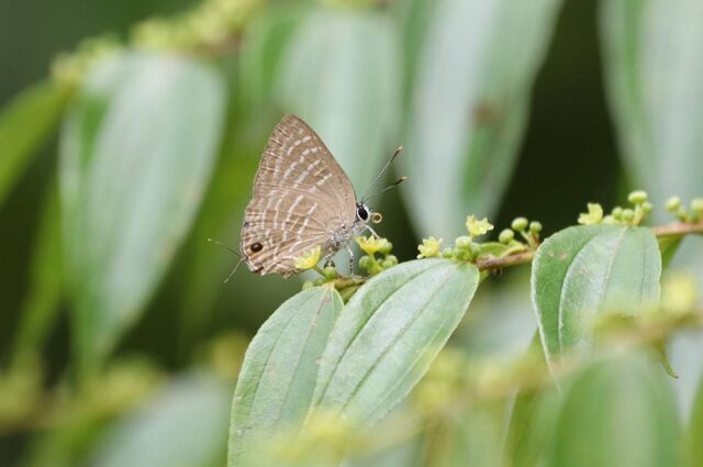 Virachola kessuma deliochus