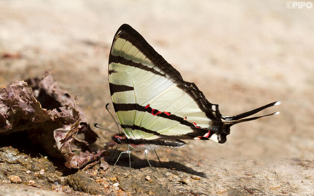 Graphium agetes agetes