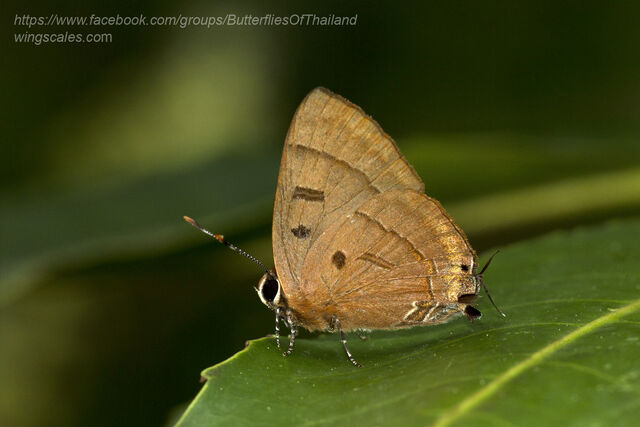 Rapala pheretima petosiris