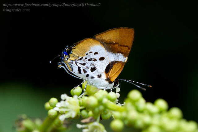 Araotes lapithis lapithis