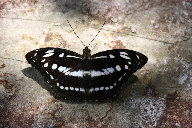 Limenitis asura idita