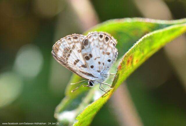 Niphanda cymbia cymbia
