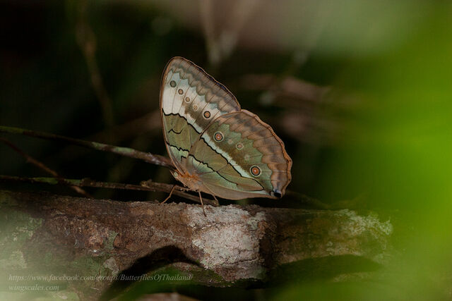 Stichophthalma mathilda siamensis