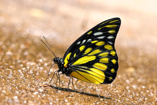Prioneris thestylis thestylis
