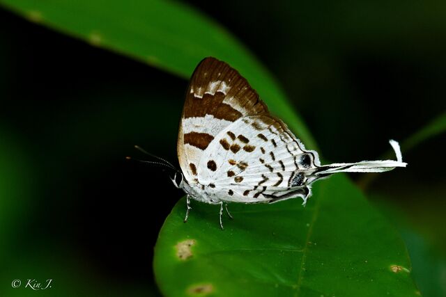 Bindahara phocides phocides