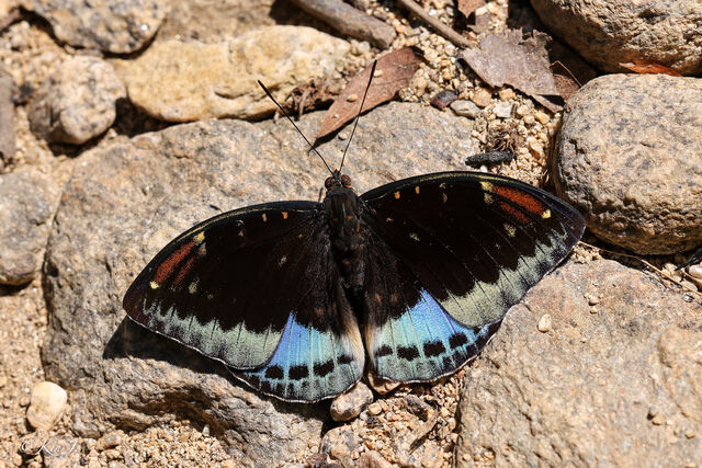 Lexias dirtea agosthena