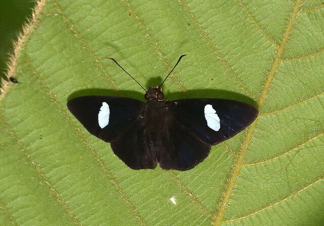Charmion ficulnea queda