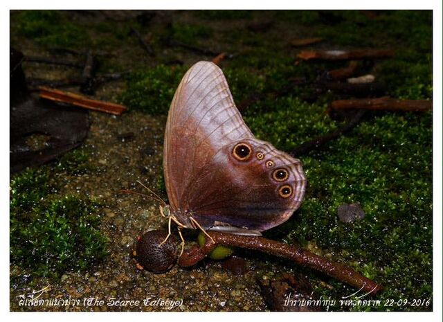 Coelites nothis nothis