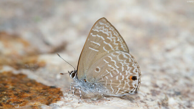 Anthene lycaenina lycambes