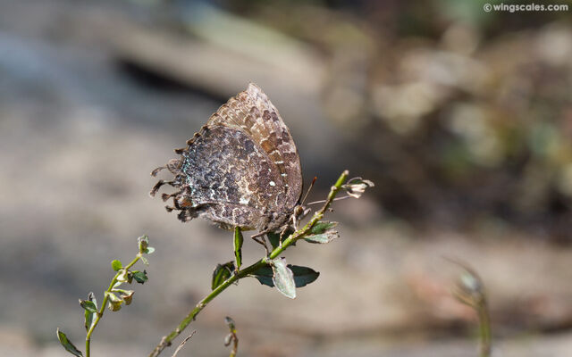 Thaduka multicaudata multicaudata