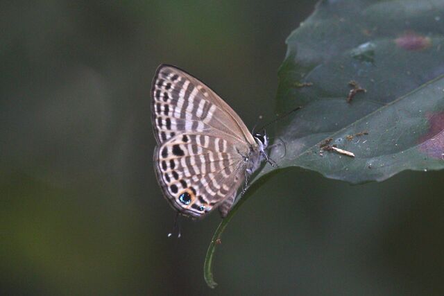 Nacaduba angusta kerriana