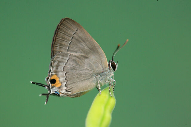 Pratapa icetoides icetoides