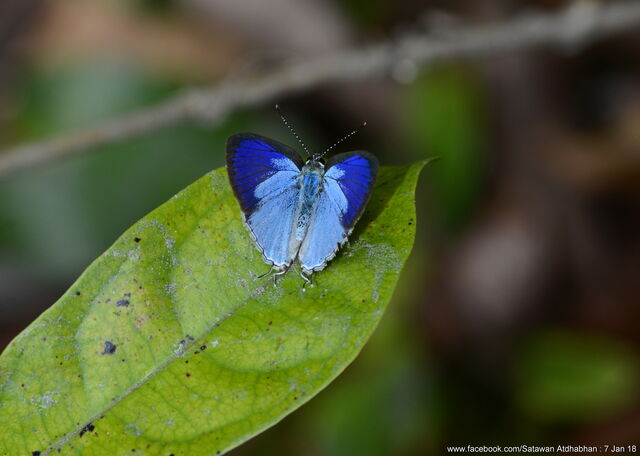 Hypolycaena othona semanga