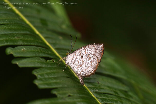 Allotinus substrigosus substrigosus