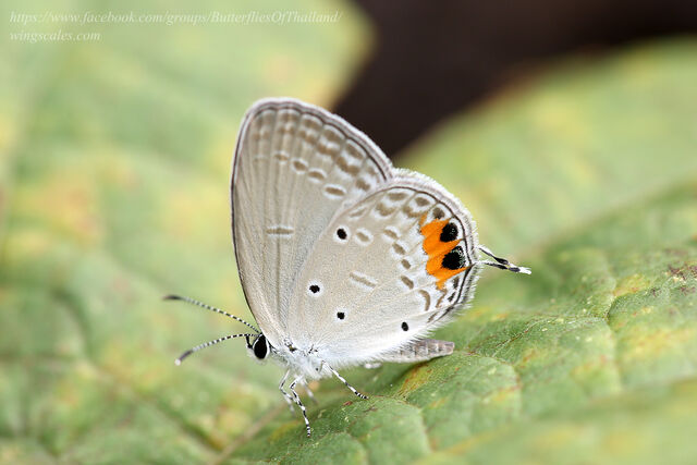 Cupido lacturnus rileyi
