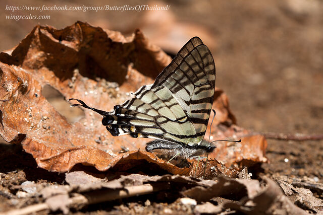 Graphium mandarinus fangana