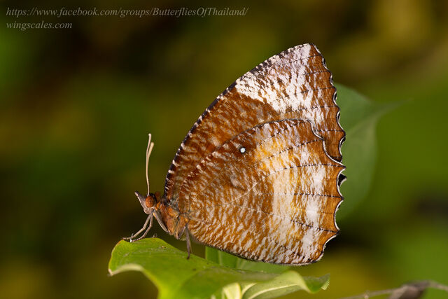 Elymnias hypermnestra tinctoria