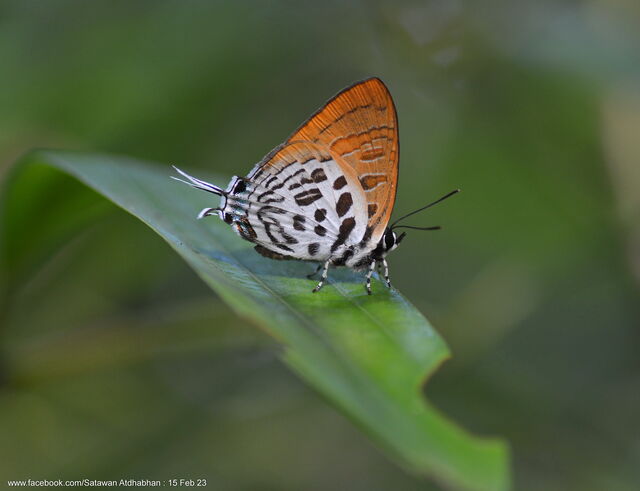 Drupadia theda thesmia
