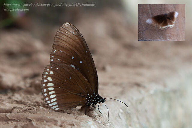 Euploea core godartii