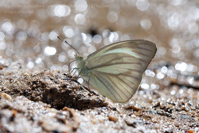 Cepora nadina nadina