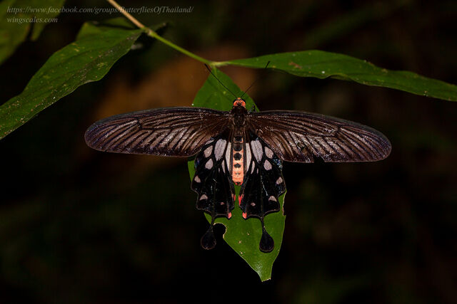 Losaria doubledayi doubledayi