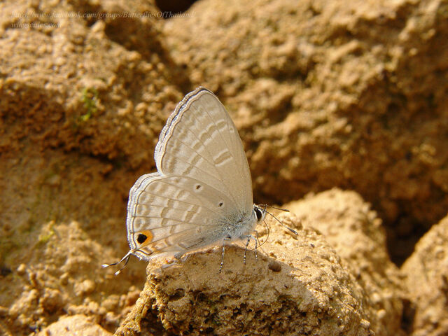 Catochrysops panormus exiguus